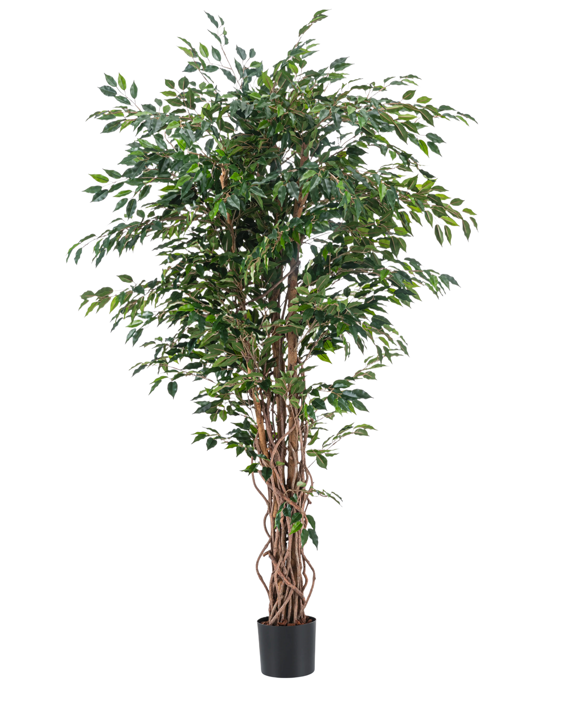 La pianta artificiale Ficus Liana 180 cm ha tronchi marroni sottili e contorti e abbondanti foglie verdi in un vaso nero, su uno sfondo bianco a tinta unita. Ideale per aggiungere una vegetazione lussureggiante ed elegante ai tuoi interni con questa pianta artificiale realistica.