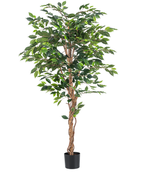 De Kunstplant Ficus Groen 180 cm heeft weelderige groene bladeren en een gedraaide bruine stam in een eenvoudige zwarte pot, tegen een witte achtergrond - ideaal om te combineren met stijlvolle sierpotten.