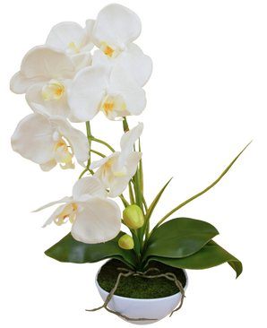 De Kunst Orchidee 50 cm wit in pot heeft meerdere witte bloemen en groene bladeren, in een met mos gevulde witte pot tegen een effen achtergrond.