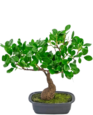 La pianta artificiale Bonsai Ficus da 30 cm ha un tronco piccolo e ricurvo e foglie dense di colore verde lucido, in un vaso nero poco profondo con muschio. È perfetto per qualsiasi stanza e risalta magnificamente su un semplice sfondo bianco.