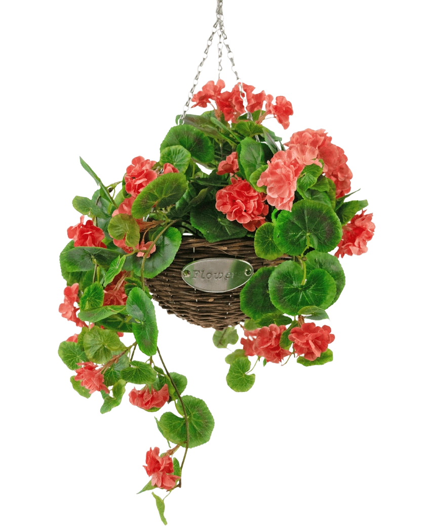 Il cesto di begonia rosa artificiale UV 70 cm è un cesto di vimini sospeso con foglie verdi lussureggianti e vivaci fiori di begonia rosa corallo, sospesi da una catena d'argento su uno sfondo bianco.