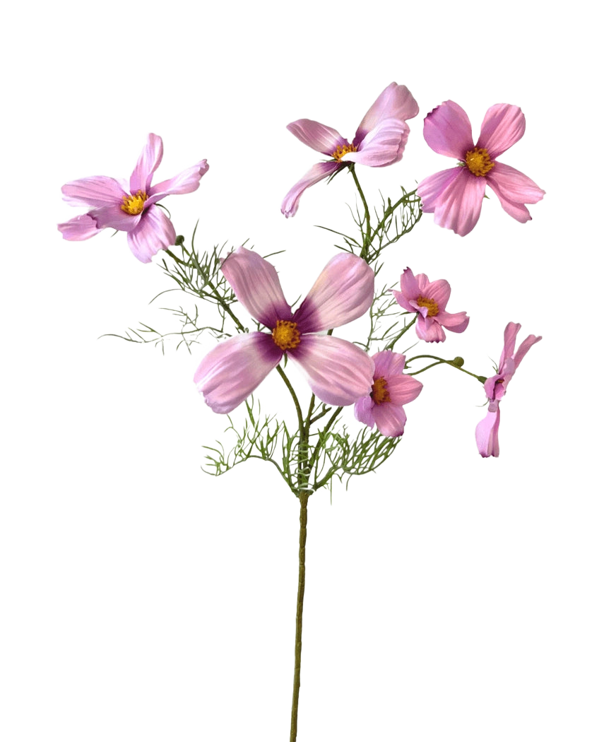 Il fiore artificiale Cosmos rosa da 74 cm ha un unico stelo con molteplici fiori cosmo rosa chiaro e delicate foglie verdi, splendidamente esposte su uno sfondo bianco.