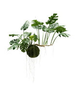 De Kunst hangplant Monstera Deluxe 80 cm, met weelderige groene bladeren en lange zichtbare wortels, hangt tegen een witte achtergrond en geeft jouw interieur direct een tropische uitstraling.