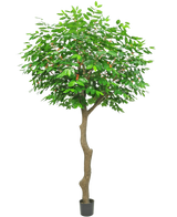 De Kunst Koffieboom 300 cm is een hoge kunstboom met een slanke, gebogen bruine stam en weelderige groene bladeren, in een kleine zwarte pot op een witte achtergrond.