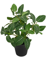 De Kunstplant Fittonia Groen-wit in Pot 25cm heeft weelderige groene bladeren met opvallende witte aderen, gepresenteerd in een eenvoudige zwarte pot en gefotografeerd tegen een effen witte achtergrond.
