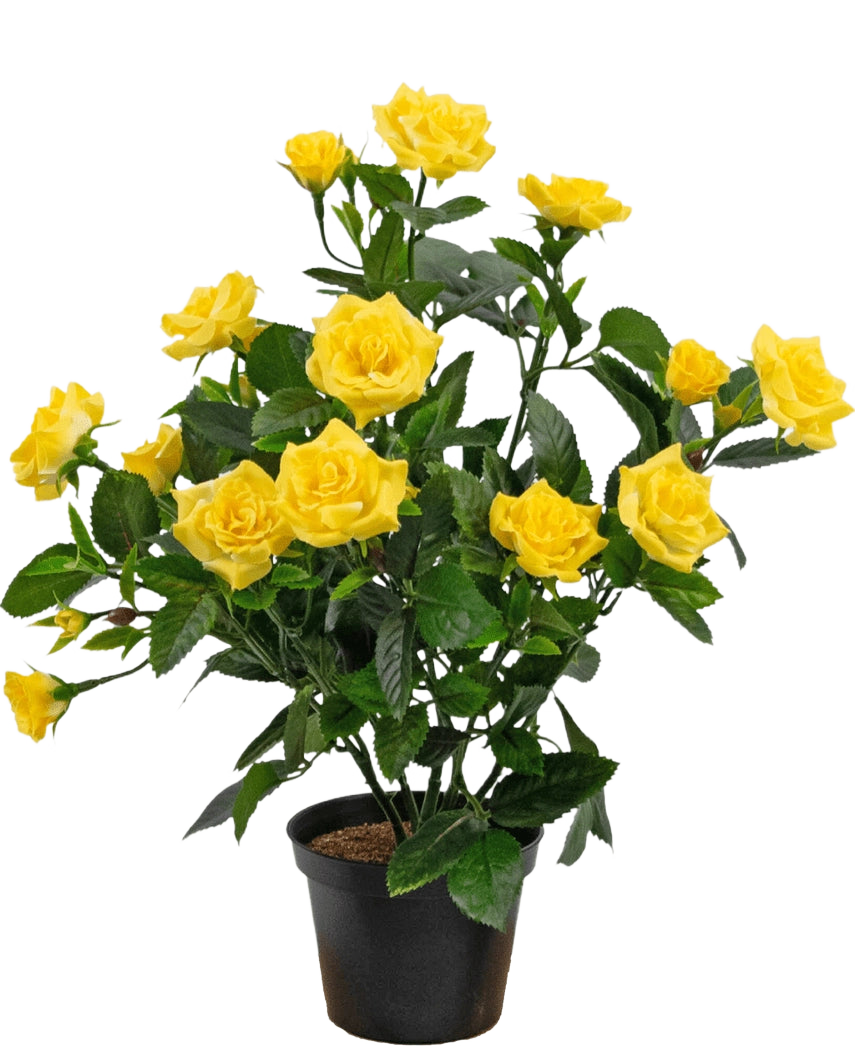 La pianta artificiale Mini Rose UV 35 cm gialla è una pianta artificiale in vaso con steli multipli di vivaci rose gialle e foglie verdi, esposta in un piccolo contenitore nero su uno sfondo semplice.