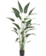 Pianta artificiale Heliconia 180 cm con foglie verdi lunghe e sottili in un vaso nero su sfondo bianco - una scelta elegante per chi acquista piante artificiali o vuole aggiungere piante artificiali realistiche all'interno.