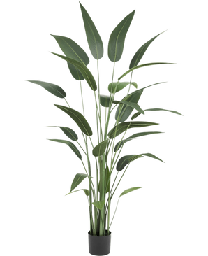 Pianta artificiale Heliconia 180 cm con foglie verdi lunghe e sottili in un vaso nero su sfondo bianco - una scelta elegante per chi acquista piante artificiali o vuole aggiungere piante artificiali realistiche all'interno.