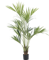 De Kunstpalm Kentia 165 cm is een hoge kunstpalm met lange, slanke groene bladeren die zich naar boven en naar buiten uitstrekken, in een zwarte pot tegen een witte achtergrond.