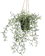 La pianta artificiale pensile Senecio con vaso da 35 cm ha lunghi steli verdi pendenti con foglie succulente a forma di banana in un vaso nero, appesi su una corda marrone su uno sfondo bianco.