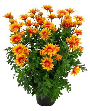 La pianta artificiale Daisy UV 31 cm presenta vivaci fiori arancioni e gialli simili a margherite con foglie verdi rigogliose e profondamente lobate, il tutto in una disposizione in vaso isolato su uno sfondo bianco.