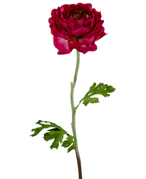 Il fiore artificiale Ranunculus 51 cm rosa scuro è un ranuncolo artificiale rosa scuro con petali stratificati, un lungo stelo verde e foglie verdi profondamente lobate, isolate su uno sfondo bianco.
