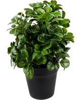 De Kunstplant Petunia 24 cm heeft dichte, ronde, glanzend groene bladeren op korte stelen, gerangschikt in een eenvoudige zwarte pot en tegen een effen witte achtergrond.