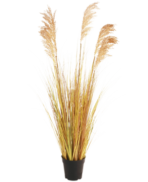 De Kunst Grasplant Sorghum 110 cm brandvertragend heeft lange, geelgroene bladeren en vederlichte bruine pluimen in een zwarte pot - ideaal om je Boho interieur een stijlvolle flair te geven tegen een effen witte achtergrond.