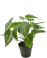 De Kunstplant Swan 27 cm is een potplant met grote, hartvormige groene bladeren met prominente lichtgekleurde nerven, in een eenvoudige zwarte pot tegen een effen witte achtergrond.