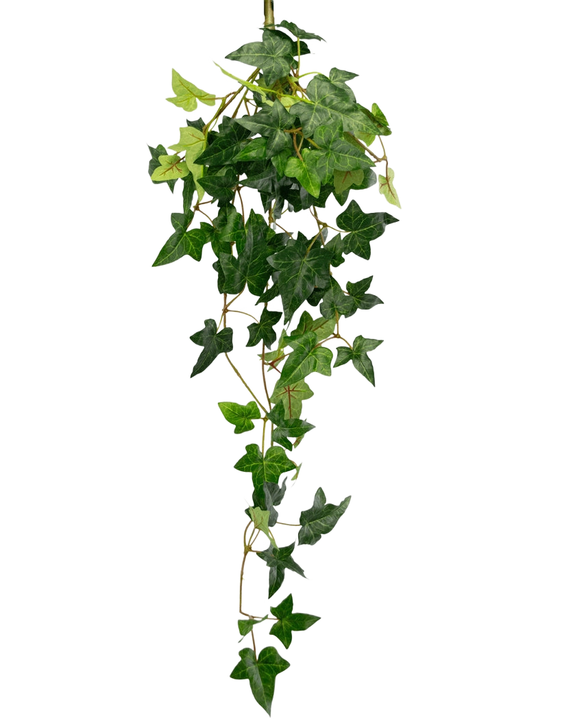 La pianta pensile artificiale Ivy Boston 70 cm verde ha foglie di edera rigogliose, verdi, a forma di stella che cadono su uno sfondo bianco a tinta unita.
