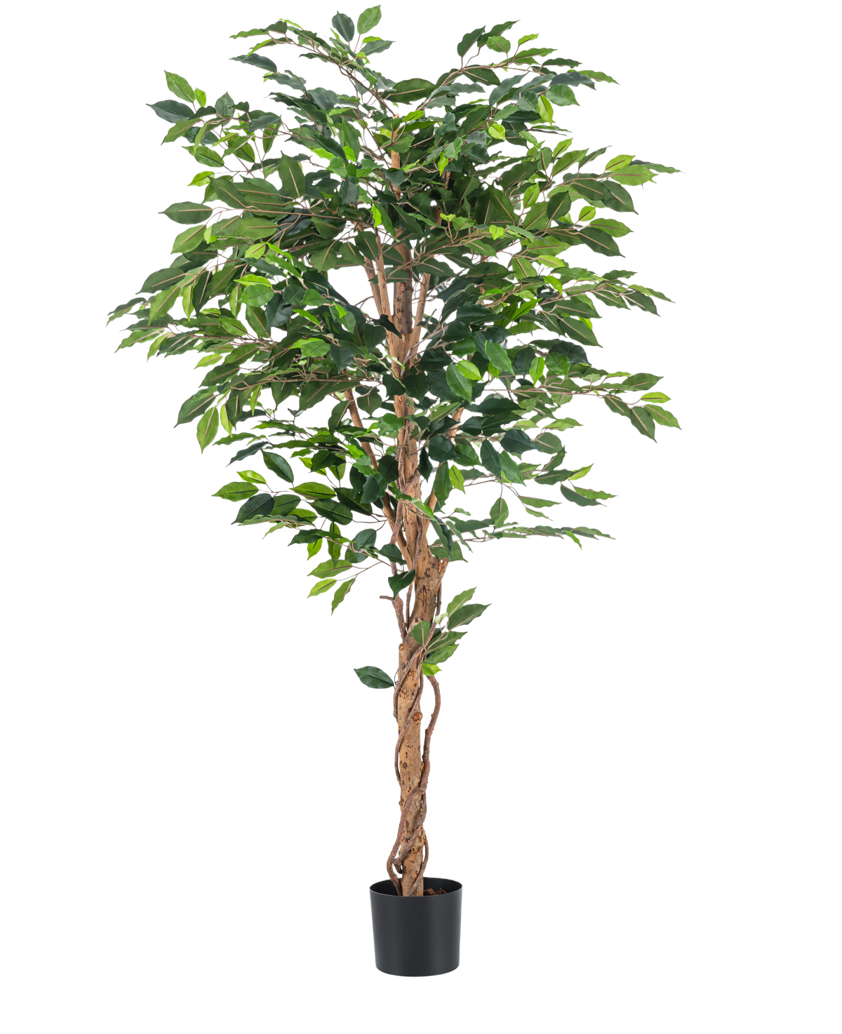 La pianta artificiale Ficus Green da 180 cm ha foglie verdi lussureggianti e uno stelo marrone contorto in un semplice vaso nero, su uno sfondo bianco - ideale da combinare con eleganti vasi decorativi.