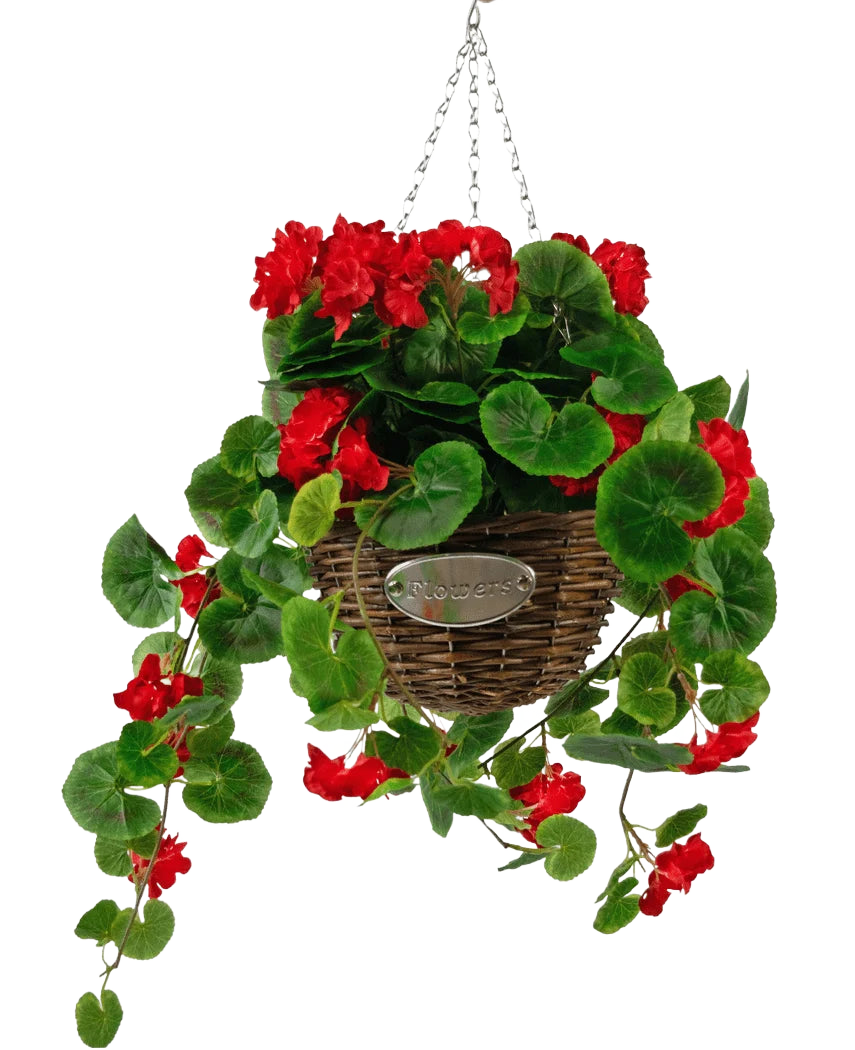La Begonia artificiale rossa in cesto UV da 70 cm presenta begonie artificiali rosse vivaci e foglie verdi lussureggianti in un cesto intrecciato con steli sinuosi, appeso a una catena di metallo e rifinito con una piccola placca ovale con la scritta "Fiori".