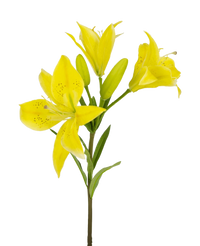 Fiore artificiale giglio asiatico 66 cm giallo