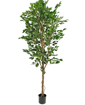 La pianta artificiale Ficus Green da 240 cm è un albero artificiale alto con tronchi multipli intrecciati e foglie verdi lussureggianti, in un vaso nero compatto su uno sfondo bianco a tinta unita.
