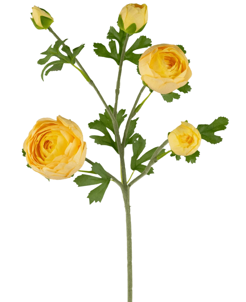 Il ramo di ranuncolo artificiale x5 Real Touch giallo 62 cm ha un unico stelo verde con più ranuncoli gialli e boccioli, accentuati da foglie verdi, su uno sfondo bianco.