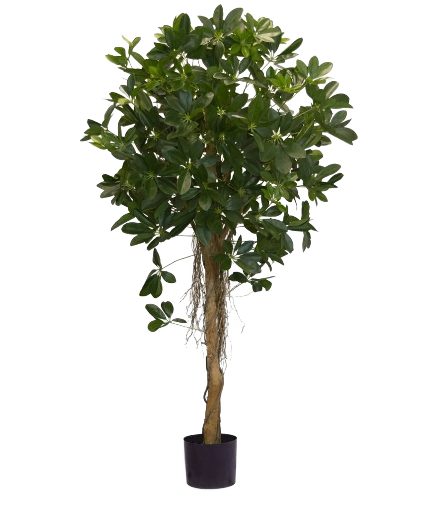 La pianta artificiale Schefflera foglie piccole da 150 cm ha un tronco alto e contorto e densi mazzi di foglie verde scuro su uno sfondo bianco uniforme. Ideale per aggiungere un tocco di freschezza ai tuoi interni o da esporre in eleganti vasi decorativi.