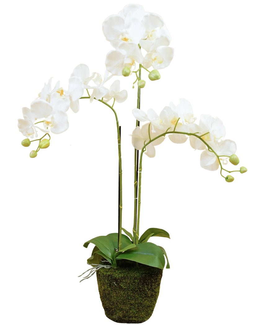 L'orchidea artificiale bianca da 58 cm ha tre steli sporgenti con fiori bianchi, foglie verdi e alcuni boccioli non aperti in un vaso ricoperto di muschio su uno sfondo semplice.