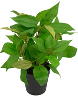 De Kunstplant "House Wanderer" in pot 25 cm heeft levendige groene bladeren in een eenvoudige zwarte pot, tegen een effen witte achtergrond.