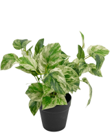 De Kunstplant Gouden Wijnstok in Pot 25cm heeft groen en wit bonte bladeren in een eenvoudige zwarte pot, tegen een effen witte achtergrond.