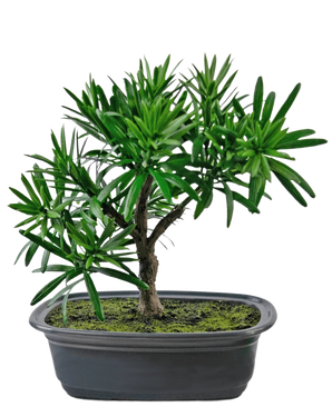 La pianta artificiale bonsai Podocarpus da 20 cm ha foglie verdi dense e un tronco sottile in un vaso nero ovale poco profondo con terreno muschioso, su uno sfondo bianco.