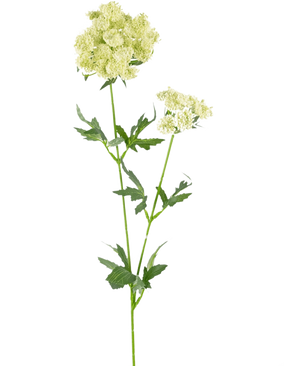 Il fiore artificiale Lace Flower 76 cm bianco è un singolo stelo artificiale con mazzi di piccoli fiori bianco-verdi chiari e foglie verdi seghettate e profondamente lobate, su uno sfondo bianco semplice.