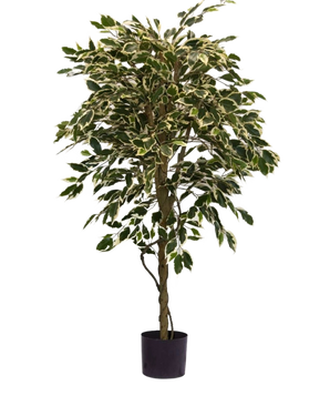 De Kunstplant Ficus Bont 150 cm heeft bonte groene en witte bladeren en wordt geleverd in een zwarte pot tegen een effen witte achtergrond.