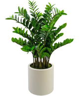 De Kunstplant Zamioculcas kant en klaar, 120 cm hoog met glanzend groene bladeren, staat rechtop in een eenvoudige beige pot tegen een effen witte achtergrond.