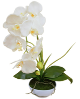 De Kunst Orchidee 50 cm wit in pot heeft meerdere witte bloemen en groene bladeren, in een met mos gevulde witte pot tegen een effen achtergrond.