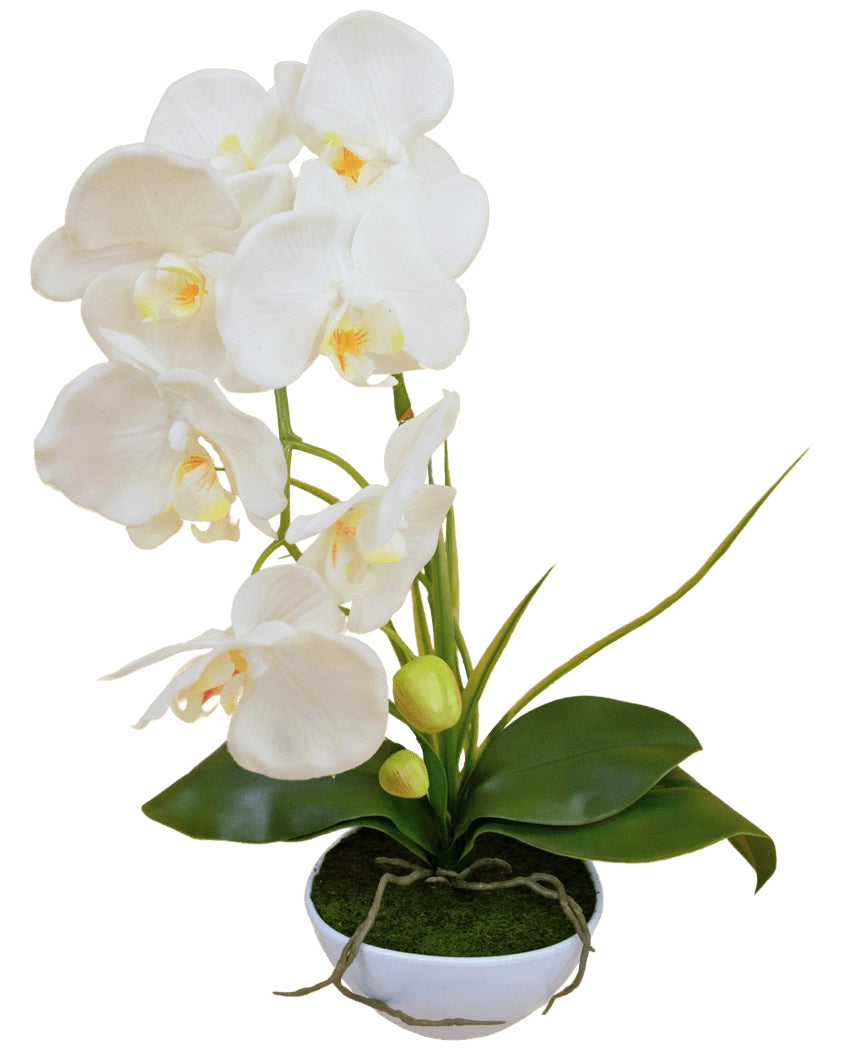 L'orchidea artificiale bianca in vaso da 50 cm ha diversi fiori bianchi e foglie verdi, in un vaso bianco pieno di muschio su uno sfondo semplice.