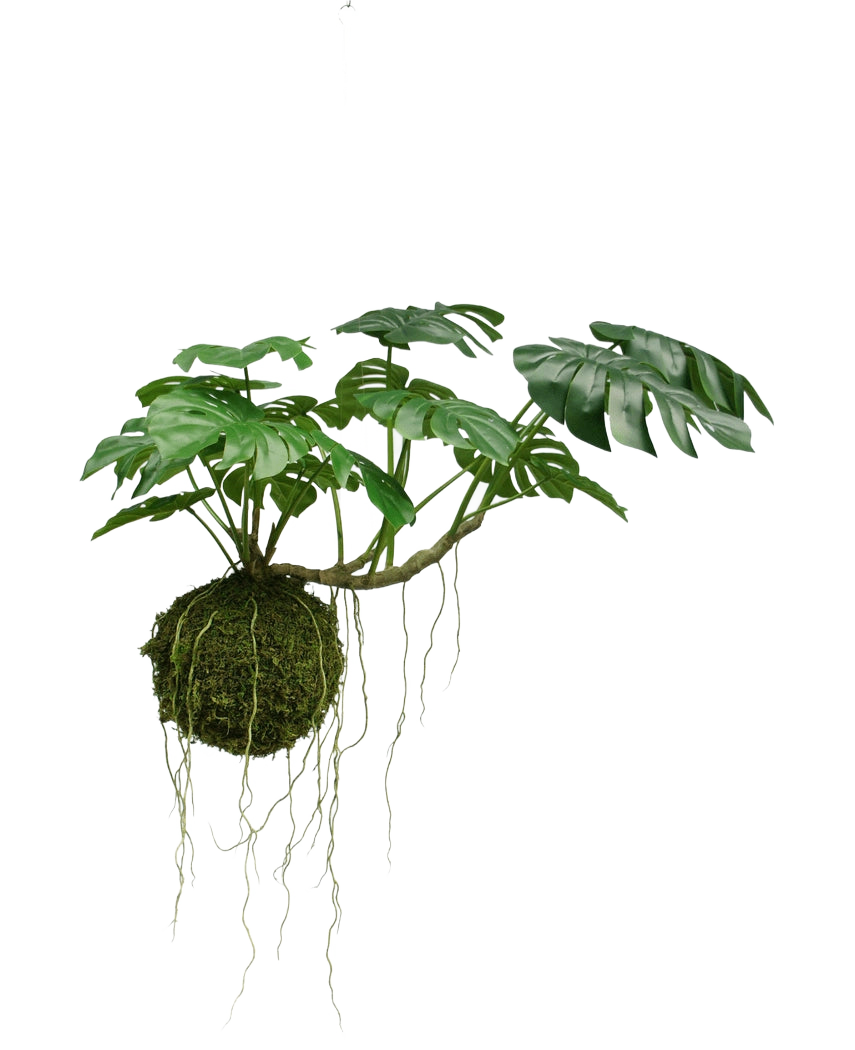 La pianta pensile artificiale Monstera Deluxe 60 cm ha grandi foglie verdi e lunghe radici che pendono da una palla di muschio, che crea un'atmosfera tropicale su uno sfondo bianco.