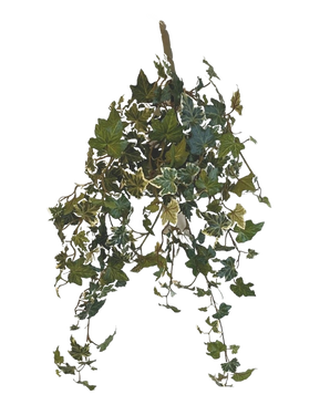 De Kunst Klimop Deluxe Groen-wit 60cm is een hangende kunstklimop plant met trapsgewijze groene en witte bonte bladeren, tegen een effen witte achtergrond.