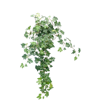 L'edera artificiale Deluxe verde da 60 cm è una rigogliosa pianta di edera artificiale con foglie verdi a cascata su un semplice sfondo bianco.