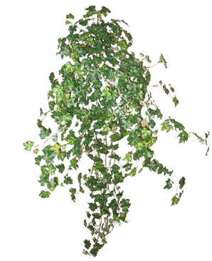 L'edera artificiale Deluxe verde da 90 cm è un grappolo di fitti rampicanti di edera verde che corrono verso il basso e verso l'esterno, isolati su un semplice sfondo bianco.