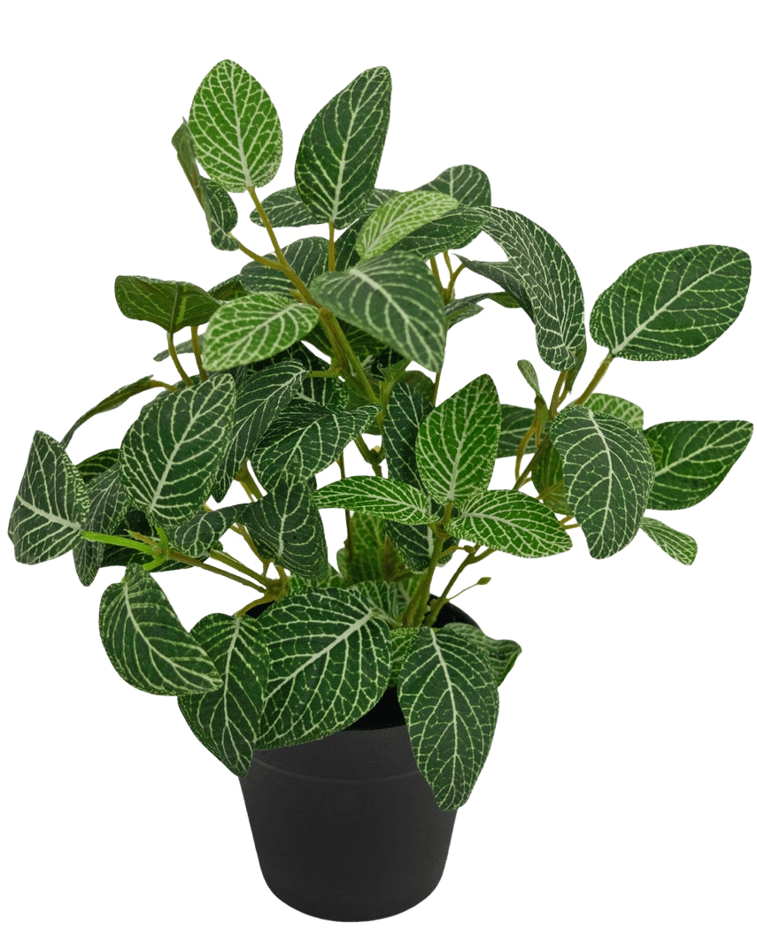 La pianta artificiale Fittonia verde-bianca in vaso da 25 cm ha foglie verdi rigogliose con sorprendenti venature bianche, presentate in un semplice vaso nero e fotografate su un semplice sfondo bianco.