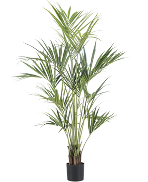 De Kunstplant Kentia Palm 190 cm brandvertragend is een hoge, weelderige kunstpalm met lange groene bladeren en meerdere dunne stelen in een zwarte pot, tegen een effen witte achtergrond.