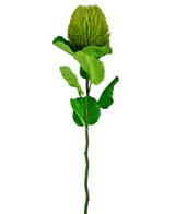 De Kunstbloem Banksia 59 cm groen is een enkele groene zijden bloem met een donzige, ronde bloei en gekartelde bladeren op een lange steel-ideaal voor elke kunstbloemen decoratie en prachtig tegen een effen witte achtergrond.