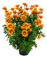 La pianta artificiale Daisy UV 31 cm presenta vivaci fiori arancioni e gialli simili a margherite con foglie verdi rigogliose e profondamente lobate, il tutto in una disposizione in vaso isolato su uno sfondo bianco.