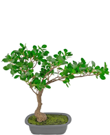 La pianta artificiale Bonsai Ficus da 40 cm ha un tronco snello e ricurvo con fitte foglie verdi in un vaso rettangolare poco profondo con muschio sopra, su uno sfondo bianco.
