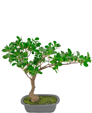 La pianta artificiale Bonsai Ficus da 40 cm ha un tronco snello e ricurvo con fitte foglie verdi in un vaso rettangolare poco profondo con muschio sopra, su uno sfondo bianco.