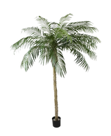De Kunstpalm Phoenix De Luxe 250 cm heeft een gestructureerde stam en lange, gebogen groene bladeren in een kleine zwarte pot, tegen een effen witte achtergrond.