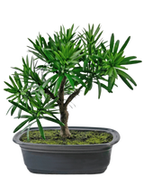 De Kunstplant Bonsai Podocarpus 20 cm heeft dichte groene bladeren en een slanke stam in een ondiepe ovale zwarte pot met mosgrond, tegen een witte achtergrond.