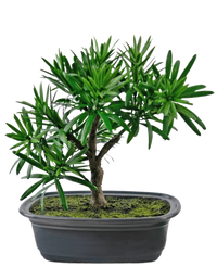 Bonsai artificiale Podocarpus 20 cm