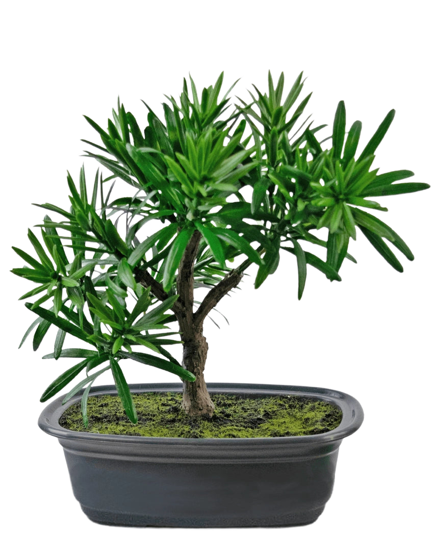 La pianta artificiale bonsai Podocarpus da 20 cm ha foglie verdi dense e un tronco sottile in un vaso nero ovale poco profondo con terreno muschioso, su uno sfondo bianco.