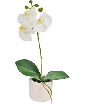 L'orchidea artificiale Real Touch bianca da 30 cm ha fiori di orchidea bianchi realistici e foglie verdi in un piccolo vaso bianco, perfetto per aggiungere eleganza a qualsiasi stanza.